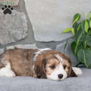 Quentin, Cavachon Puppy