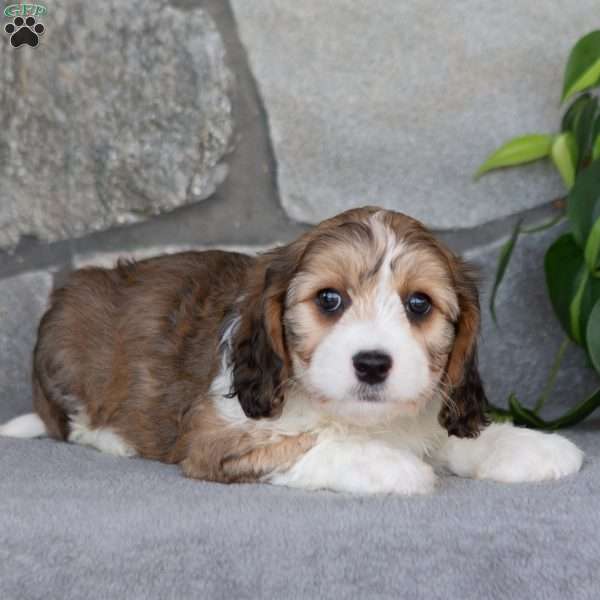 Quentin, Cavachon Puppy