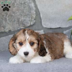 Quentin, Cavachon Puppy