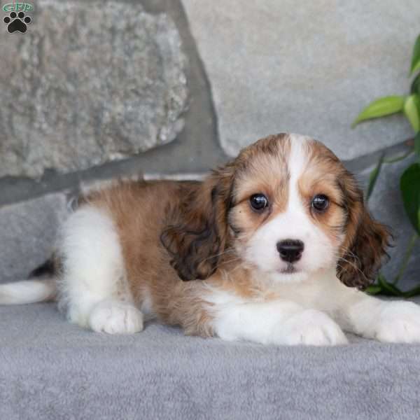 Quinn, Cavachon Puppy