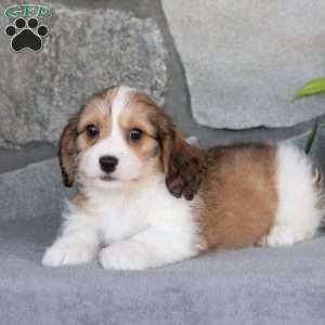 Quinn, Cavachon Puppy