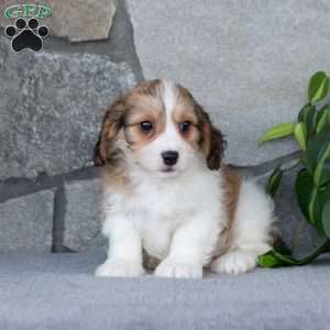 Quinn, Cavachon Puppy