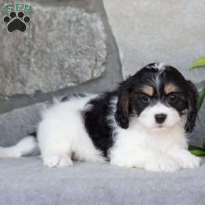 Quincy, Cavachon Puppy