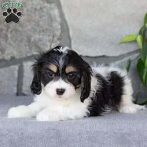 Quincy, Cavachon Puppy