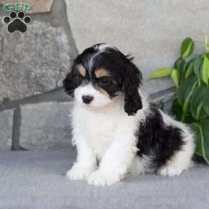 Quincy, Cavachon Puppy