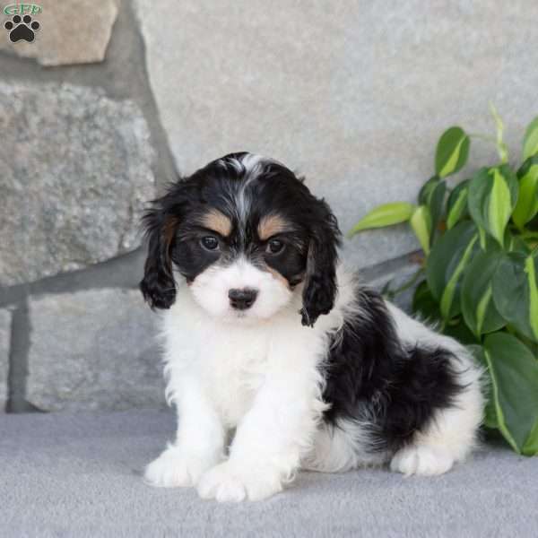 Quincy, Cavachon Puppy