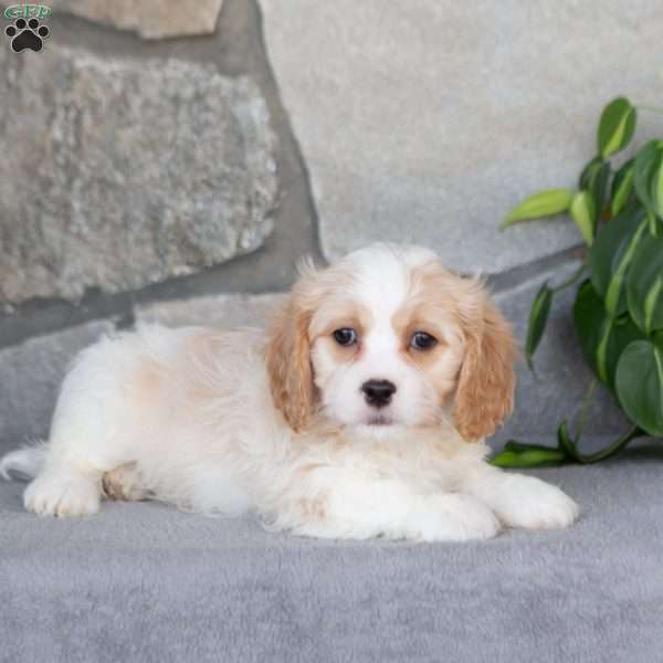 Quest, Cavachon Puppy