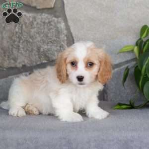 Quest, Cavachon Puppy