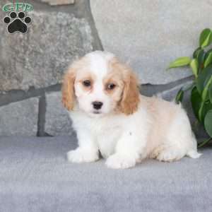 Quest, Cavachon Puppy
