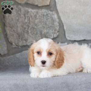 Quest, Cavachon Puppy