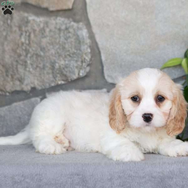 Quinly, Cavachon Puppy