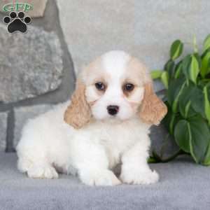 Quinly, Cavachon Puppy