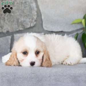 Quinly, Cavachon Puppy