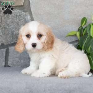 Quinly, Cavachon Puppy