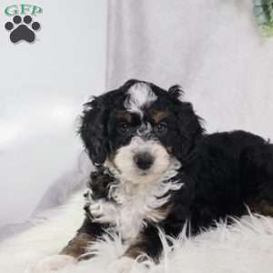Liam, Mini Bernedoodle Puppy