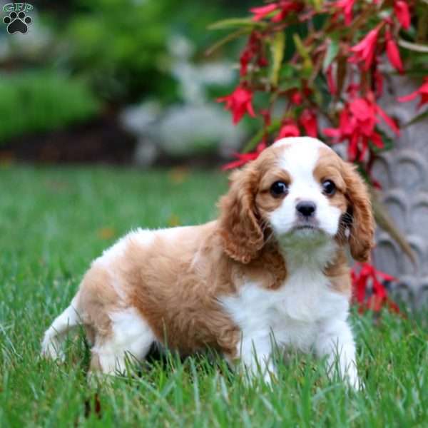 Echo, Cavalier King Charles Spaniel Puppy