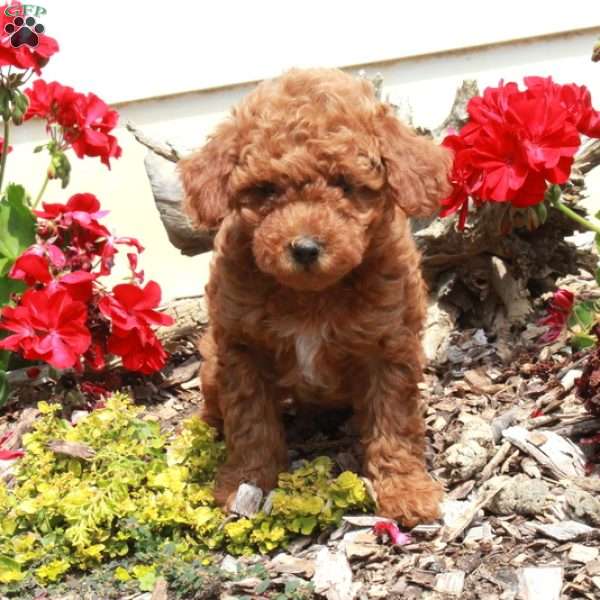 Echo, Miniature Poodle Puppy