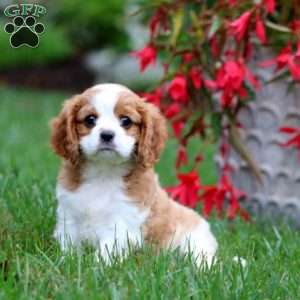 Echo, Cavalier King Charles Spaniel Puppy