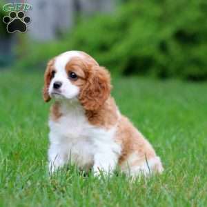 Echo, Cavalier King Charles Spaniel Puppy