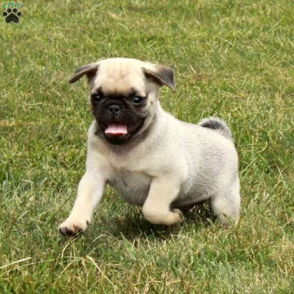 Eddie, Pug Puppy