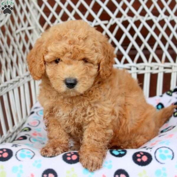 Eddie, Bich-Poo Puppy