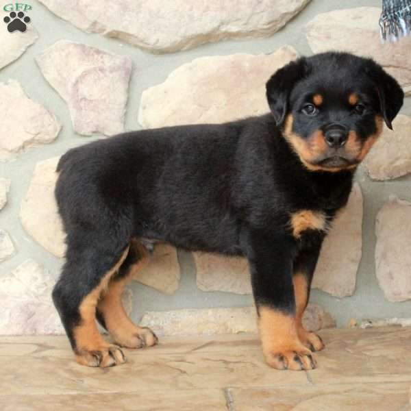 Eddie, Rottweiler Puppy