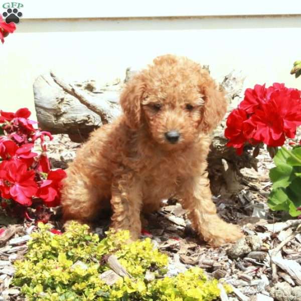 Eddie, Miniature Poodle Puppy