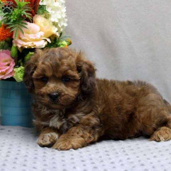Eddie, Shih-Poo Puppy