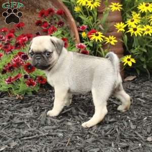 Eddie, Pug Puppy