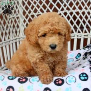 Eddie, Bich-Poo Puppy