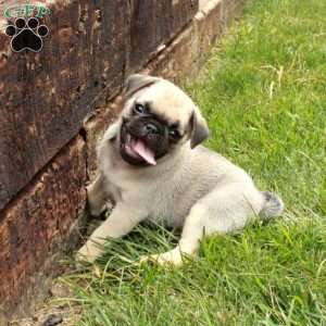 Eddie, Pug Puppy