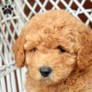 Eddie, Bich-Poo Puppy