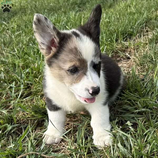 Eddy, Pembroke Welsh Corgi Puppy