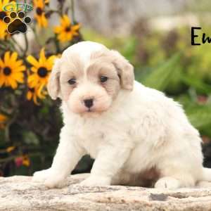 Emmi, Maltipoo Puppy