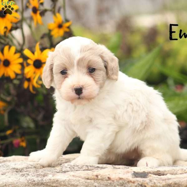 Emmi, Maltipoo Puppy
