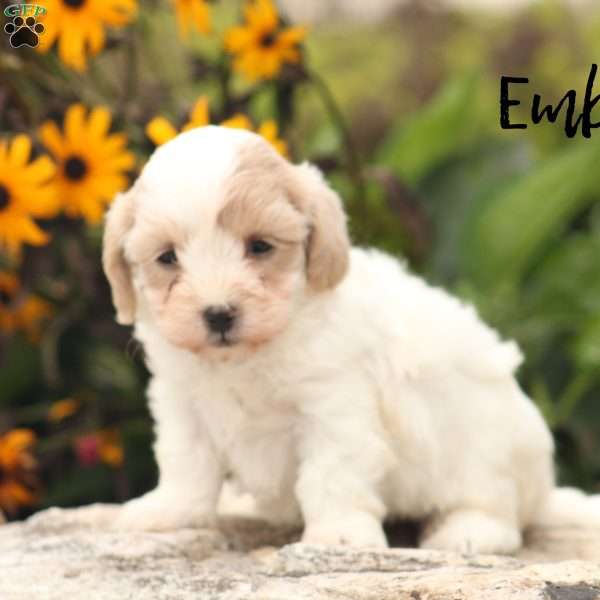 Ember, Maltipoo Puppy