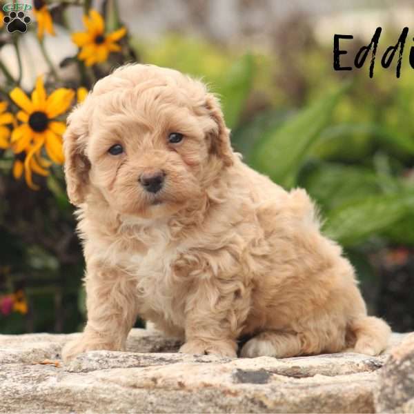 Eddison, Maltipoo Puppy