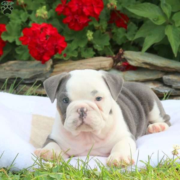 Eddy, English Bulldog Puppy