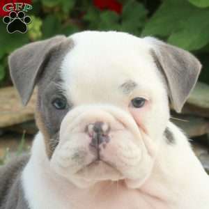 Eddy, English Bulldog Puppy