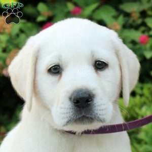 Eddy, Yellow Labrador Retriever Puppy