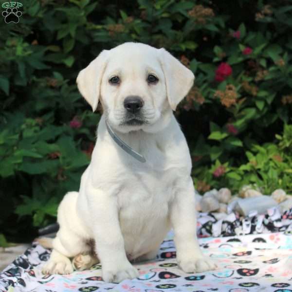 Eden, Yellow Labrador Retriever Puppy