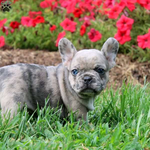 Eden, French Bulldog Puppy