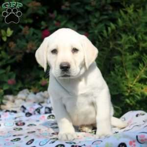 Eden, Yellow Labrador Retriever Puppy