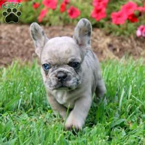 Eden, French Bulldog Puppy