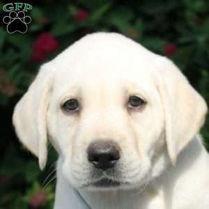 Eden, Yellow Labrador Retriever Puppy