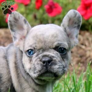 Eden, French Bulldog Puppy