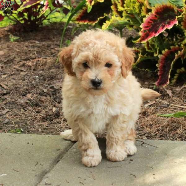 Edward, Toy Poodle Puppy
