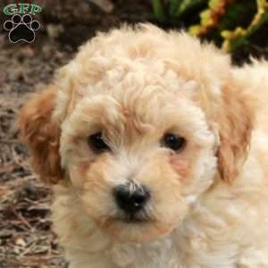 Edward, Toy Poodle Puppy