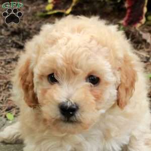 Edward, Toy Poodle Puppy