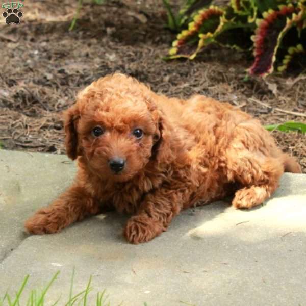 Elaine, Toy Poodle Puppy